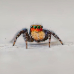 Euophryinae sp.(Undescribed) (subfamily) at Wanniassa, ACT - 27 Sep 2021