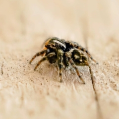 Euophryinae sp.(Undescribed) (subfamily) at Wanniassa, ACT - 27 Sep 2021