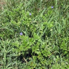 Erodium crinitum (Native Crowfoot) at Holt, ACT - 27 Sep 2021 by sangio7