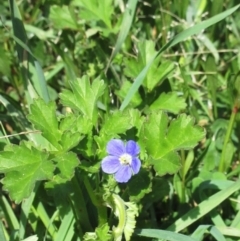 Erodium crinitum at Holt, ACT - 27 Sep 2021 11:55 AM