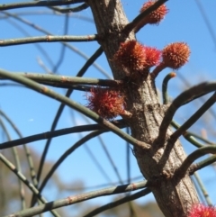 Allocasuarina verticillata (Drooping Sheoak) at The Pinnacle - 27 Sep 2021 by sangio7