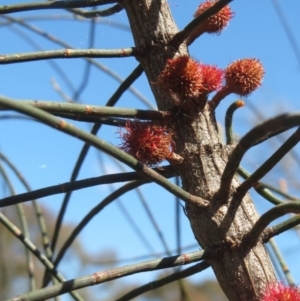 Allocasuarina verticillata at Holt, ACT - 27 Sep 2021