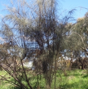 Allocasuarina verticillata at Holt, ACT - 27 Sep 2021 12:02 PM