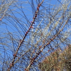 Allocasuarina verticillata at Holt, ACT - 27 Sep 2021