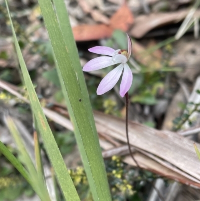 Caladenia fuscata (Dusky Fingers) at Nattai National Park - 26 Sep 2021 by Anna631