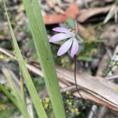 Caladenia fuscata (Dusky Fingers) at Wattle Ridge, NSW - 26 Sep 2021 by Anna631