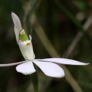 Caladenia catenata at Woodlands, NSW - 27 Sep 2021