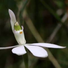 Caladenia catenata (White Fingers) at Woodlands, NSW - 27 Sep 2021 by Snowflake