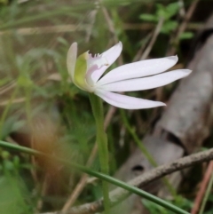 Caladenia catenata at Woodlands, NSW - suppressed