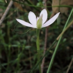 Caladenia catenata at Woodlands, NSW - 27 Sep 2021