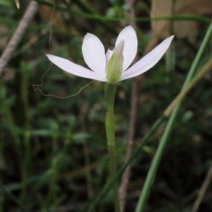 Caladenia catenata at Woodlands, NSW - 27 Sep 2021