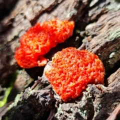 Tubifera ferruginosa (Raspberry Slime) at Black Mountain - 27 Sep 2021 by RobG1