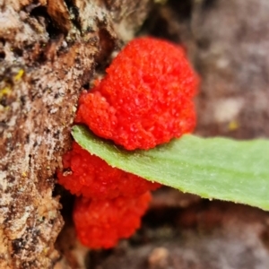 Tubifera ferruginosa Complex at Acton, ACT - 27 Sep 2021 12:35 PM