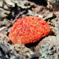 Tubifera ferruginosa Complex at Acton, ACT - 27 Sep 2021 12:35 PM