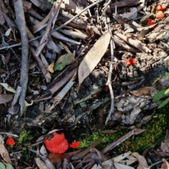 Tubifera ferruginosa Complex at Acton, ACT - 27 Sep 2021 12:35 PM