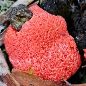 Tubifera ferruginosa Complex at Acton, ACT - 27 Sep 2021 12:35 PM