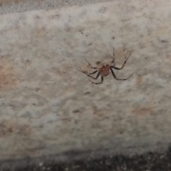 Theridiidae (family) (Comb-footed spider) at QPRC LGA - 27 Sep 2021 by LyndalT