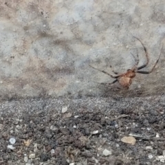 Theridiidae (family) at Greenleigh, NSW - 27 Sep 2021 12:52 PM
