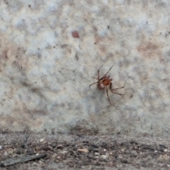 Theridiidae (family) at Greenleigh, NSW - 27 Sep 2021 12:52 PM