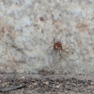 Theridiidae (family) at Greenleigh, NSW - 27 Sep 2021