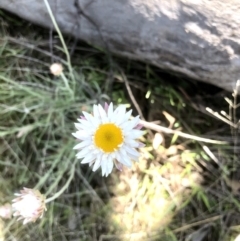 Leucochrysum albicans subsp. tricolor (Hoary Sunray) at Bruce, ACT - 25 Sep 2021 by goyenjudy