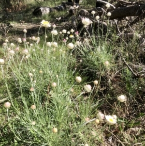 Leucochrysum albicans subsp. tricolor at Bruce, ACT - 26 Sep 2021 09:56 AM