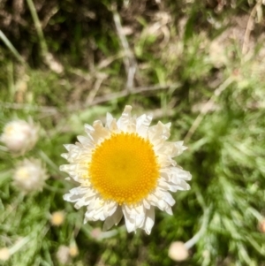 Leucochrysum albicans subsp. tricolor at Bruce, ACT - 26 Sep 2021