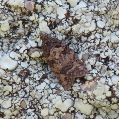 Thrincophora impletana (a Tortrix moth) at Cook, ACT - 27 Sep 2021 by Christine