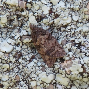 Thrincophora impletana at Cook, ACT - 27 Sep 2021