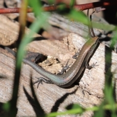 Lampropholis delicata (Delicate Skink) at Cook, ACT - 24 Sep 2021 by Tammy