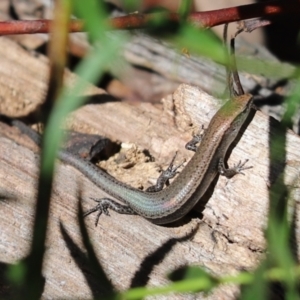 Lampropholis delicata at Cook, ACT - 25 Sep 2021