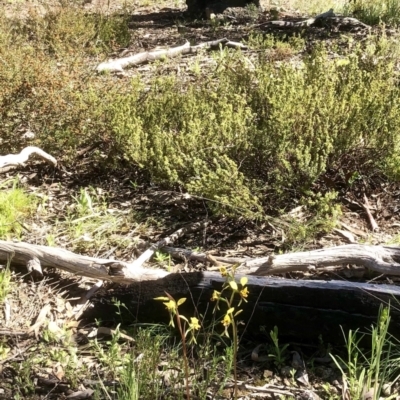 Diuris nigromontana (Black Mountain Leopard Orchid) at Gossan Hill - 26 Sep 2021 by goyenjudy