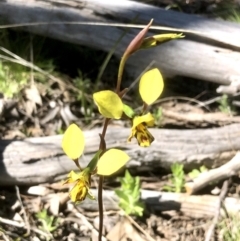 Diuris nigromontana at Bruce, ACT - suppressed