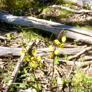 Diuris nigromontana at Bruce, ACT - suppressed