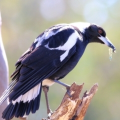 Gymnorhina tibicen (Australian Magpie) at Albury - 27 Sep 2021 by KylieWaldon