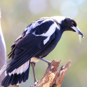 Gymnorhina tibicen at Glenroy, NSW - 27 Sep 2021