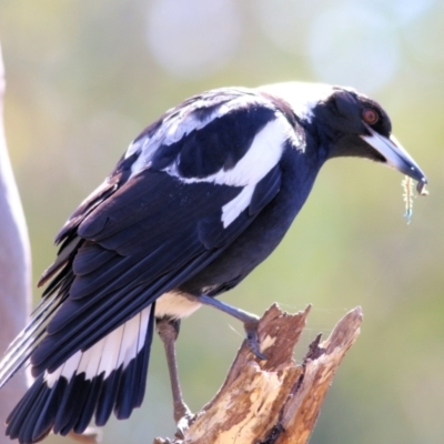 Gymnorhina tibicen (Australian Magpie) at Albury - 26 Sep 2021 by Kyliegw
