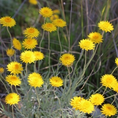 Leucochrysum albicans subsp. albicans (Hoary Sunray) at Albury - 27 Sep 2021 by Kyliegw