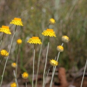 Leucochrysum albicans subsp. albicans at Glenroy, NSW - 27 Sep 2021