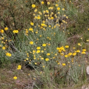 Leucochrysum albicans subsp. albicans at Glenroy, NSW - 27 Sep 2021