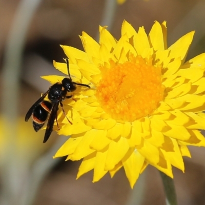 Unidentified Potter wasp (Vespidae, Eumeninae) at Nail Can Hill - 27 Sep 2021 by KylieWaldon