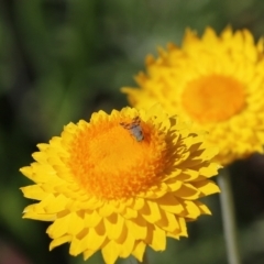 Tephritidae sp. (family) (Unidentified Fruit or Seed fly) at Glenroy, NSW - 27 Sep 2021 by KylieWaldon