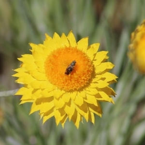 Tephritidae sp. (family) at Glenroy, NSW - 27 Sep 2021