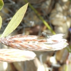 Calliphora sp. (genus) at Aranda, ACT - 27 Sep 2021 by KMcCue