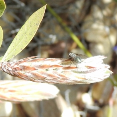 Calliphora sp. (genus) at Aranda, ACT - 27 Sep 2021 by KMcCue