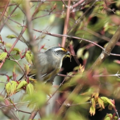 Pardalotus striatus (Striated Pardalote) at Gungahlin, ACT - 27 Sep 2021 by TrishGungahlin