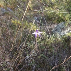 Glossodia major (Wax Lip Orchid) at Tuggeranong Hill - 27 Sep 2021 by jamesjonklaas