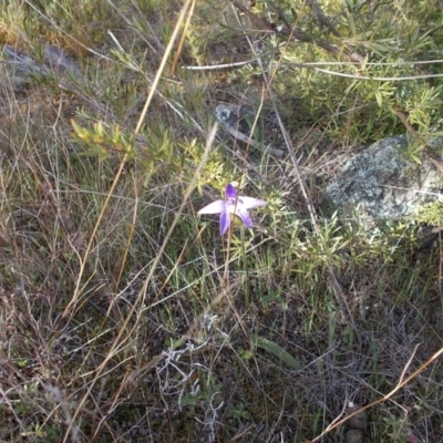 Glossodia major (Wax Lip Orchid) at Tuggeranong DC, ACT - 27 Sep 2021 by jamesjonklaas