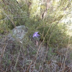 Glossodia major at Tuggeranong DC, ACT - 27 Sep 2021