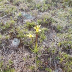 Diuris chryseopsis (Golden Moth) at Tuggeranong Hill - 27 Sep 2021 by jamesjonklaas